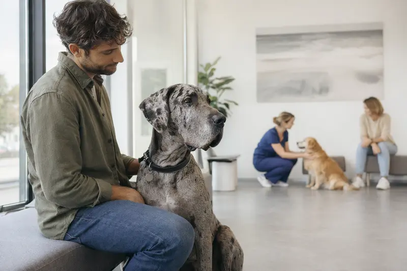Eine Deutsche Dogge sitzt ruhig neben ihrem Besitzer im hellen Wartezimmer einer modernen Tierarztpraxis.